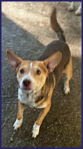 BALLERINA, SIMIL PODENCO-CORGIE 4 ANNI, 8 KG DI GIOIA DI VIVERE CHIUSA IN UN BOX, SOGNA UNA FAMIGLIA | Foto 1