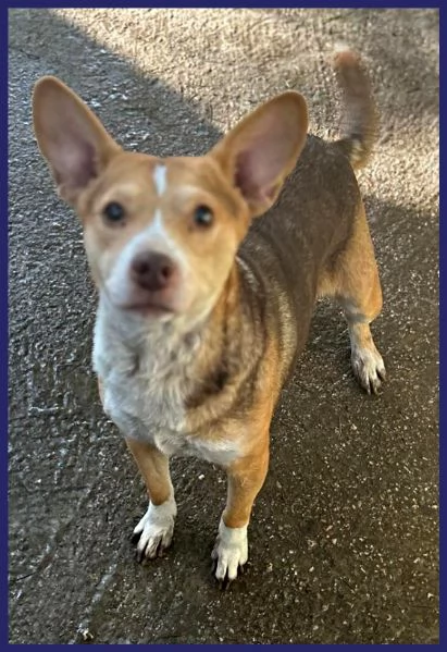 BALLERINA, SIMIL PODENCO-CORGIE 4 ANNI, 8 KG DI GIOIA DI VIVERE CHIUSA IN UN BOX, SOGNA UNA FAMIGLIA | Foto 0