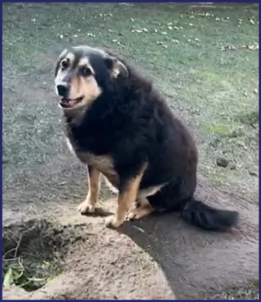 ADOZIONE D'AMORE PER PONCHO, PATATONE 8 ANNI E MEZZO; IN CANILE DA TUTTA LA VITA, DOLCE E BUONISSIMO | Foto 6