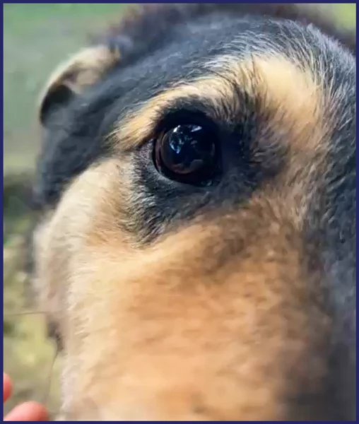 ADOZIONE D'AMORE PER PONCHO, PATATONE 8 ANNI E MEZZO; IN CANILE DA TUTTA LA VITA, DOLCE E BUONISSIMO | Foto 5