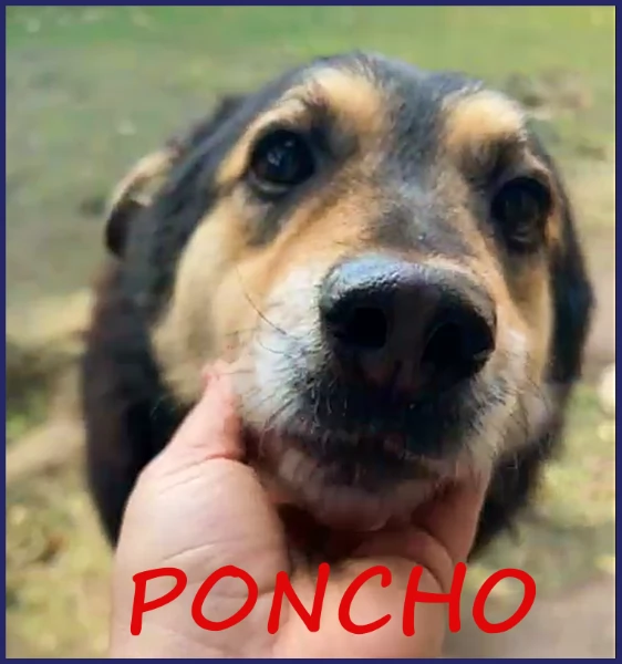 ADOZIONE D'AMORE PER PONCHO, PATATONE 8 ANNI E MEZZO; IN CANILE DA TUTTA LA VITA, DOLCE E BUONISSIMO