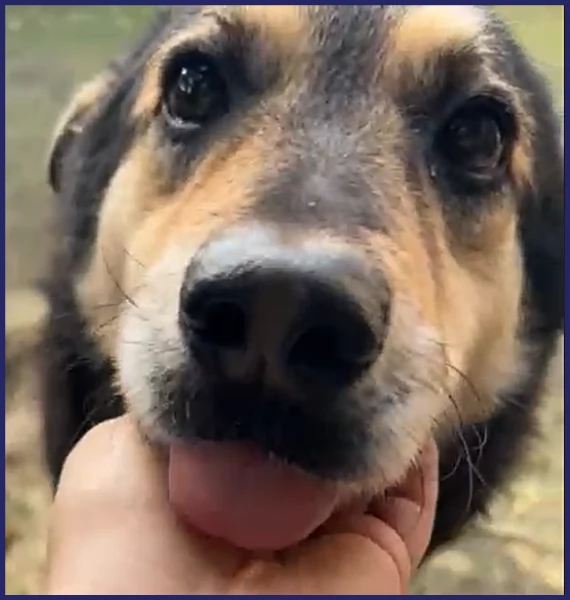 ADOZIONE D'AMORE PER PONCHO, PATATONE 8 ANNI E MEZZO; IN CANILE DA TUTTA LA VITA, DOLCE E BUONISSIMO | Foto 3