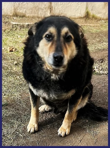 ADOZIONE D'AMORE PER PONCHO, PATATONE 8 ANNI E MEZZO; IN CANILE DA TUTTA LA VITA, DOLCE E BUONISSIMO | Foto 1