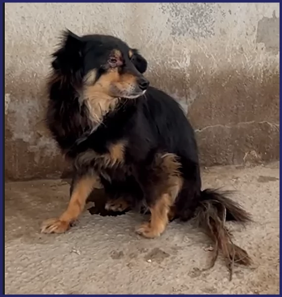 ADOZIONE D'AMORE PER APACHE 9 ANNI, HA UN OCCHIETTO AMMALATO E DEVE USCIRE DALLA GABBIA DOVE VIVE DA | Foto 6