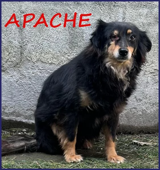 ADOZIONE D'AMORE PER APACHE 9 ANNI, HA UN OCCHIETTO AMMALATO E DEVE USCIRE DALLA GABBIA DOVE VIVE DA