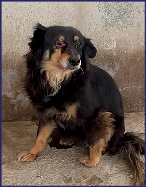 ADOZIONE D'AMORE PER APACHE 9 ANNI, HA UN OCCHIETTO AMMALATO E DEVE USCIRE DALLA GABBIA DOVE VIVE DA | Foto 1