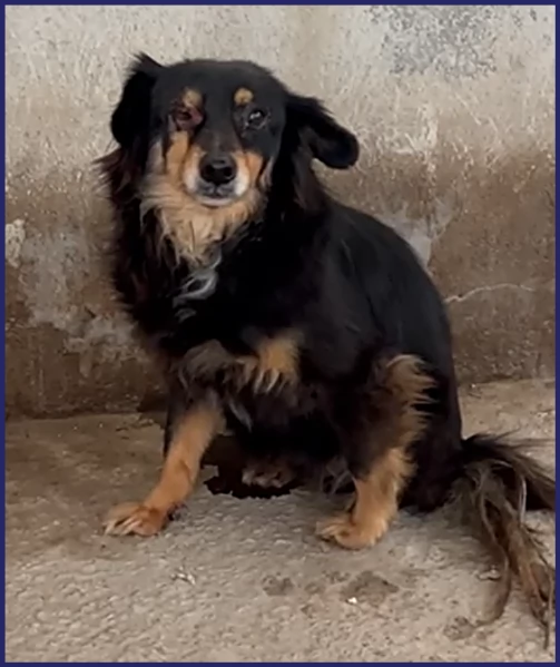 ADOZIONE D'AMORE PER APACHE 9 ANNI, HA UN OCCHIETTO AMMALATO E DEVE USCIRE DALLA GABBIA DOVE VIVE DA | Foto 0