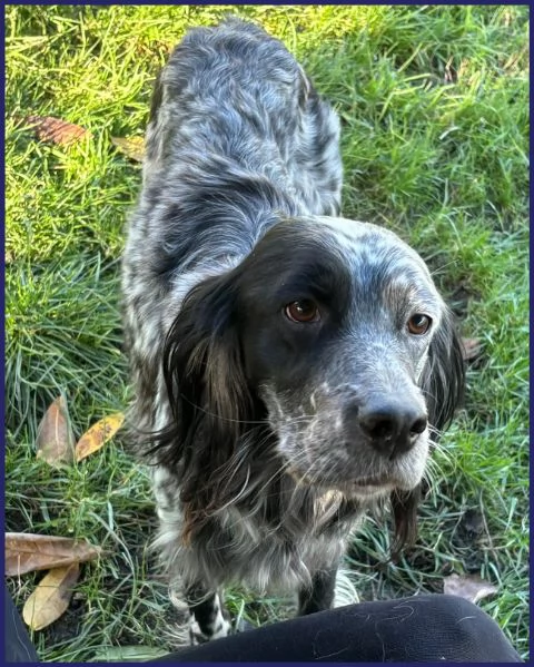 TANZANIA, DOLCE SETTERINA SENZA CODA, 4 ANNI, 15 KG, E' PERFETTA PER VIVERE IN FAMIGLIA! | Foto 5