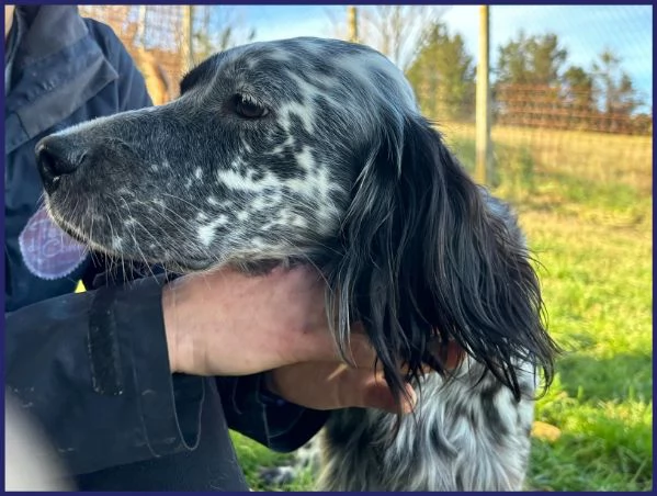 TANZANIA, DOLCE SETTERINA SENZA CODA, 4 ANNI, 15 KG, E' PERFETTA PER VIVERE IN FAMIGLIA! | Foto 2