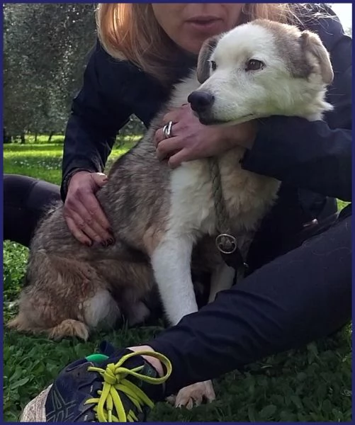 GENGIS CAN, TENERO NONNINO DI 12 ANNI, TUTTI VISSUTI IN GABBIA, ORA SOGNA SOLO IL CALORE DI UNA FAMI | Foto 3