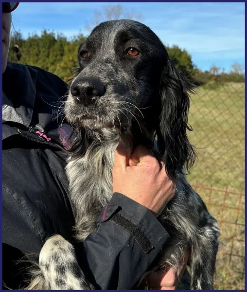 ZANZIBAR STUPENDO SETTERINO 2 ANNI, E' PERFETTO ED ADATTO A TUTTI, CERCA FAMIGLIA! | Foto 6