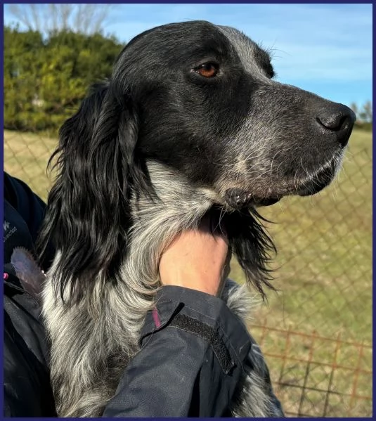 ZANZIBAR STUPENDO SETTERINO 2 ANNI, E' PERFETTO ED ADATTO A TUTTI, CERCA FAMIGLIA! | Foto 3