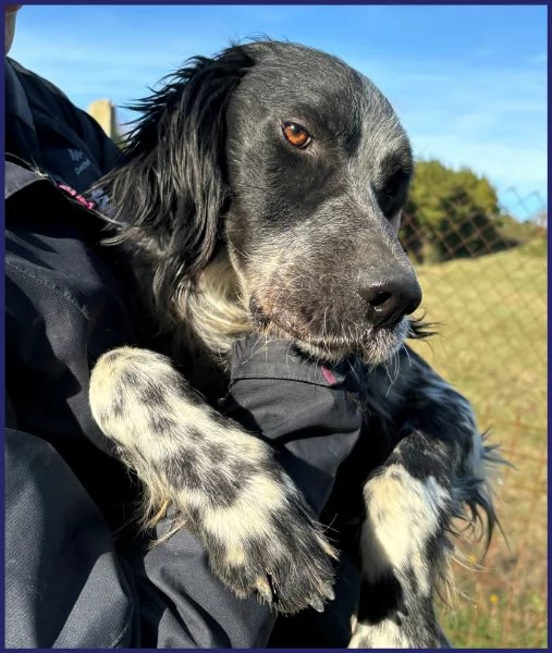 ZANZIBAR STUPENDO SETTERINO 2 ANNI, E' PERFETTO ED ADATTO A TUTTI, CERCA FAMIGLIA! | Foto 1