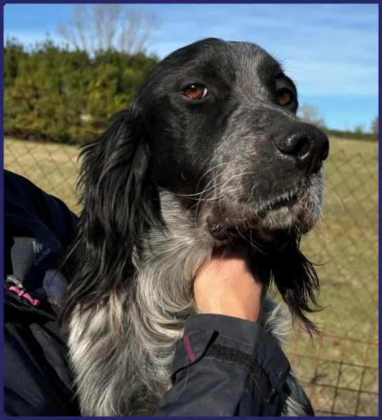 ZANZIBAR STUPENDO SETTERINO 2 ANNI, E' PERFETTO ED ADATTO A TUTTI, CERCA FAMIGLIA! | Foto 0