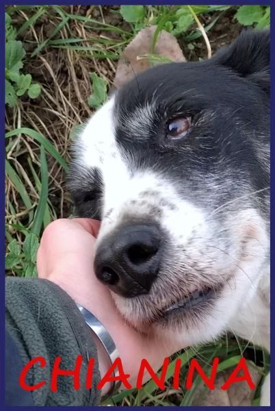 CHIANINA, 12 ANNI DI VITA IN GABBIA, UNA DOLCE PATATONA CHE MERITA FINALMENTE UNA FAMIGLIA!