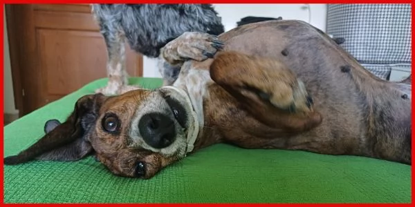 SVITOL SEGUGIETTA 5 ANNI STA MEGLIO MA HA ANCORA BISOGNO DI TUTTI VOI! AIUTATECI A CURARE QUESTA PIC | Foto 6