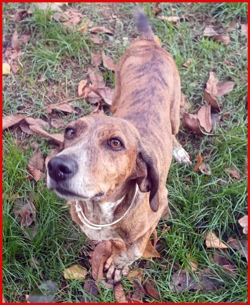 SVITOL SEGUGIETTA 5 ANNI STA MEGLIO MA HA ANCORA BISOGNO DI TUTTI VOI! AIUTATECI A CURARE QUESTA PIC | Foto 5