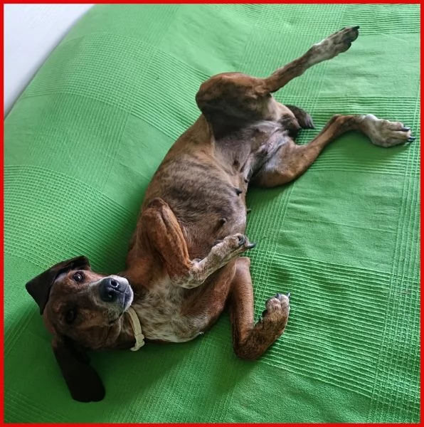 SVITOL SEGUGIETTA 5 ANNI STA MEGLIO MA HA ANCORA BISOGNO DI TUTTI VOI! AIUTATECI A CURARE QUESTA PIC | Foto 4