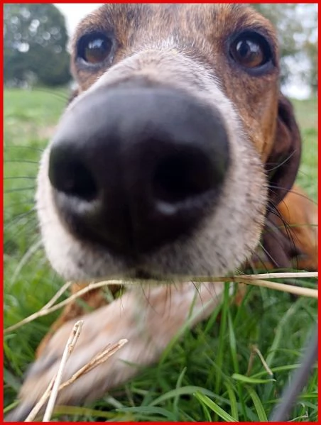 SVITOL SEGUGIETTA 5 ANNI STA MEGLIO MA HA ANCORA BISOGNO DI TUTTI VOI! AIUTATECI A CURARE QUESTA PIC | Foto 2