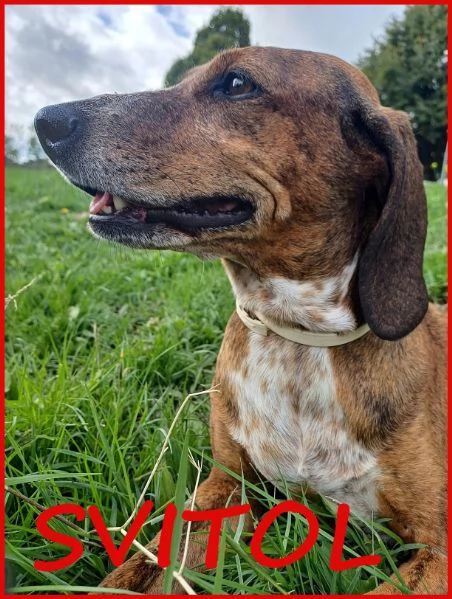 SVITOL SEGUGIETTA 5 ANNI STA MEGLIO MA HA ANCORA BISOGNO DI TUTTI VOI! AIUTATECI A CURARE QUESTA PIC