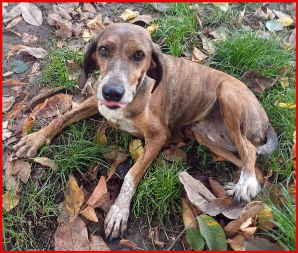 SVITOL SEGUGIETTA 5 ANNI STA MEGLIO MA HA ANCORA BISOGNO DI TUTTI VOI! AIUTATECI A CURARE QUESTA PIC | Foto 1