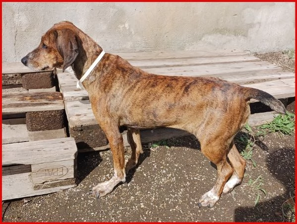 SVITOL SEGUGIETTA 5 ANNI STA MEGLIO MA HA ANCORA BISOGNO DI TUTTI VOI! AIUTATECI A CURARE QUESTA PIC | Foto 0