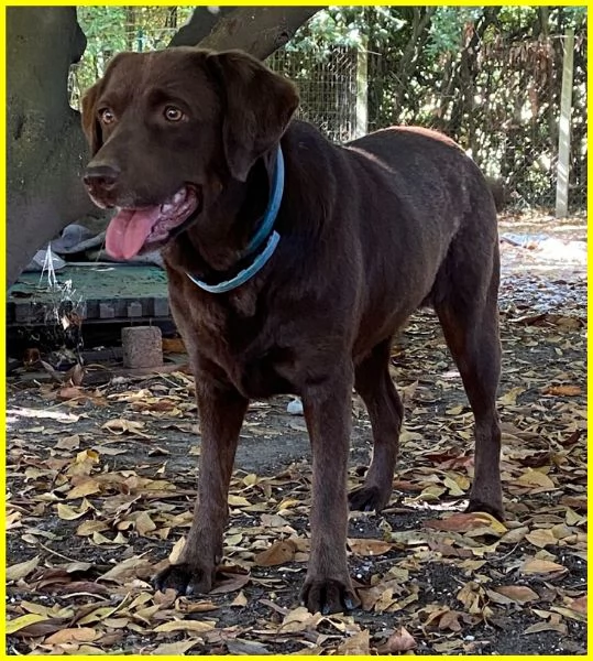 ADOZIONE CONSAPEVOLE PER KUBRA, STUPENDA LABRADOR CIECA 3-4 ANNI. HA BISOGNO D'AMORE ED ATTENZIONI T | Foto 6