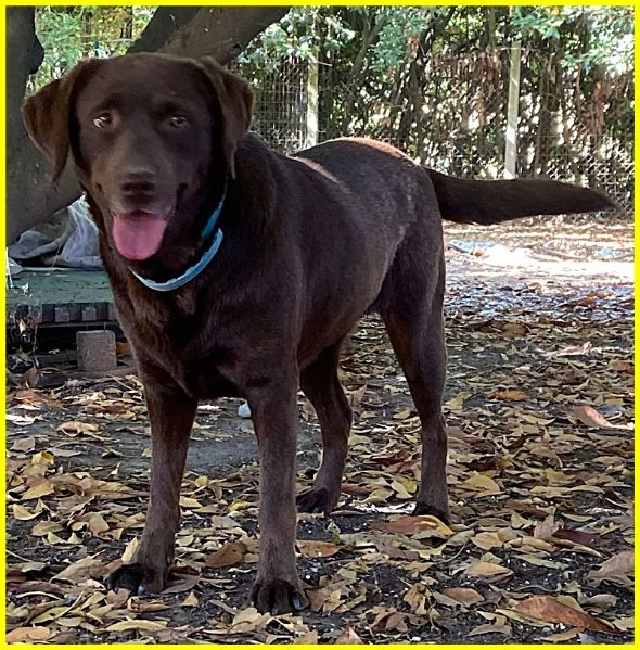 ADOZIONE CONSAPEVOLE PER KUBRA, STUPENDA LABRADOR CIECA 3-4 ANNI. HA BISOGNO D'AMORE ED ATTENZIONI T | Foto 5