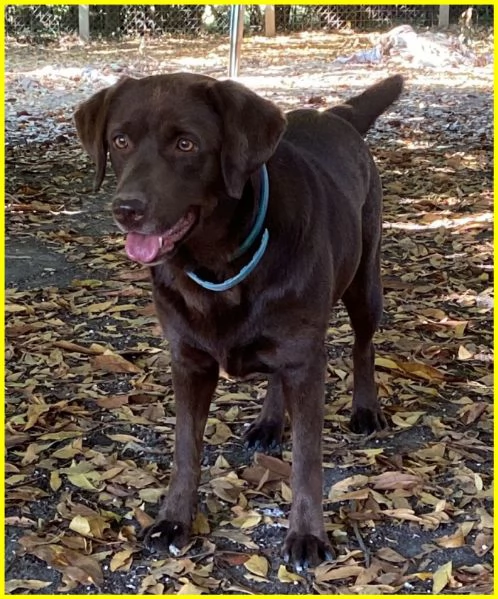 ADOZIONE CONSAPEVOLE PER KUBRA, STUPENDA LABRADOR CIECA 3-4 ANNI. HA BISOGNO D'AMORE ED ATTENZIONI T | Foto 4