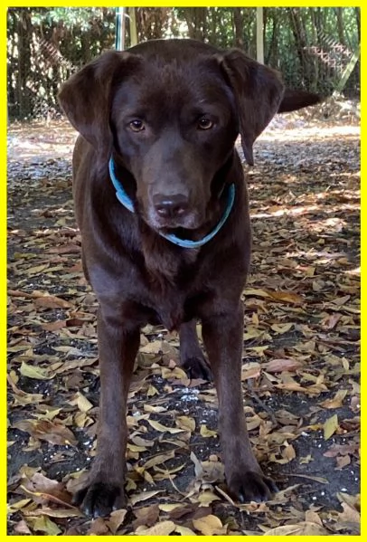 ADOZIONE CONSAPEVOLE PER KUBRA, STUPENDA LABRADOR CIECA 3-4 ANNI. HA BISOGNO D'AMORE ED ATTENZIONI T | Foto 3