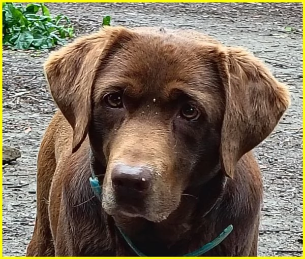 ADOZIONE CONSAPEVOLE PER KUBRA, STUPENDA LABRADOR CIECA 3-4 ANNI. HA BISOGNO D'AMORE ED ATTENZIONI T | Foto 2