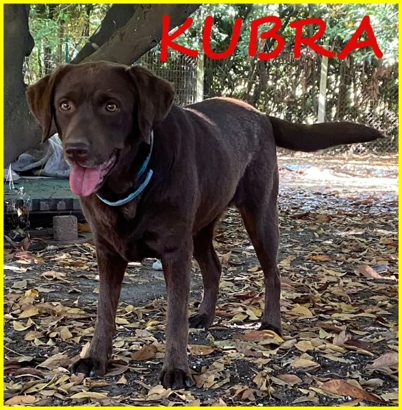 ADOZIONE CONSAPEVOLE PER KUBRA, STUPENDA LABRADOR CIECA 3-4 ANNI. HA BISOGNO D'AMORE ED ATTENZIONI T