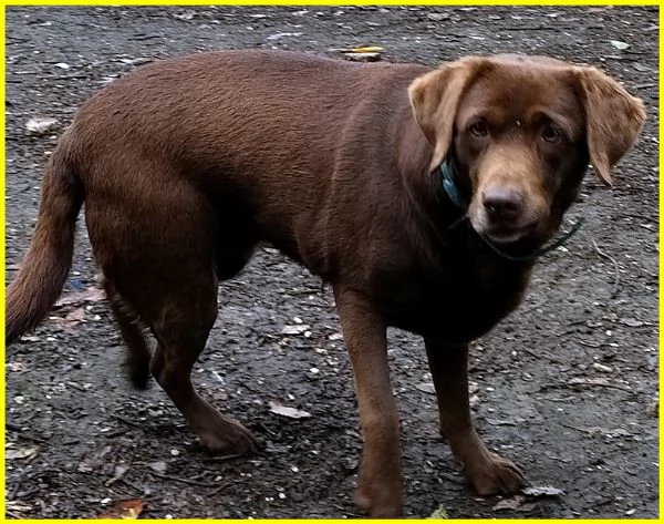 ADOZIONE CONSAPEVOLE PER KUBRA, STUPENDA LABRADOR CIECA 3-4 ANNI. HA BISOGNO D'AMORE ED ATTENZIONI T | Foto 1