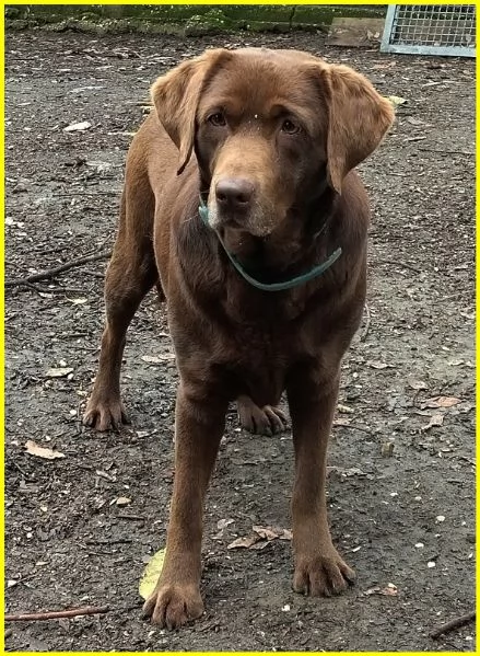 ADOZIONE CONSAPEVOLE PER KUBRA, STUPENDA LABRADOR CIECA 3-4 ANNI. HA BISOGNO D'AMORE ED ATTENZIONI T | Foto 0