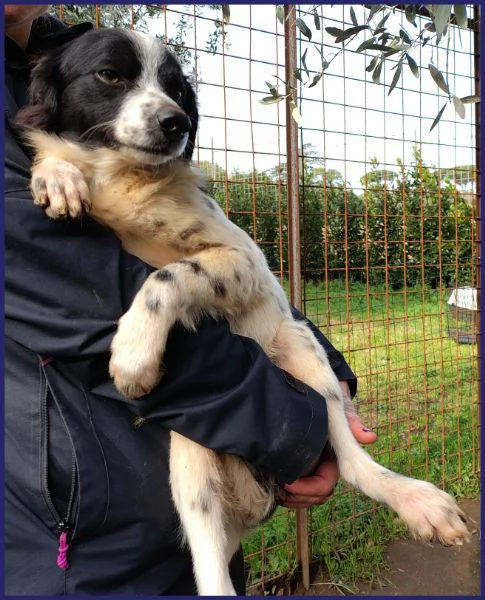 CURACAO, CUCCIOLONE 9 MESI E' TIMIDO MA ESTREMAMENTE BISOGNOSO DI AMORE E COCCOLE! | Foto 6