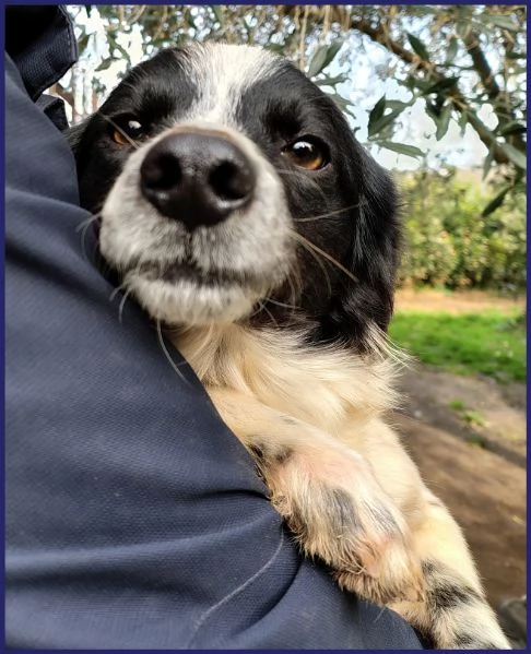 CURACAO, CUCCIOLONE 9 MESI E' TIMIDO MA ESTREMAMENTE BISOGNOSO DI AMORE E COCCOLE! | Foto 5