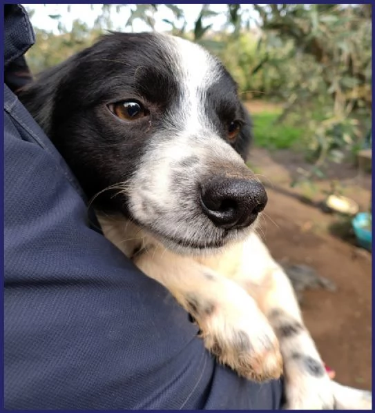 CURACAO, CUCCIOLONE 9 MESI E' TIMIDO MA ESTREMAMENTE BISOGNOSO DI AMORE E COCCOLE! | Foto 4