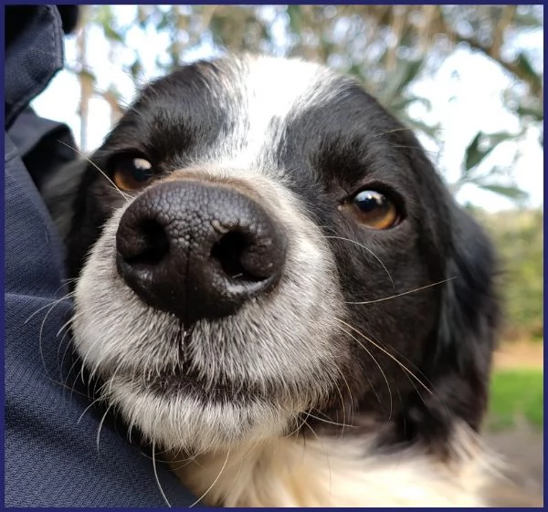 CURACAO, CUCCIOLONE 9 MESI E' TIMIDO MA ESTREMAMENTE BISOGNOSO DI AMORE E COCCOLE! | Foto 3