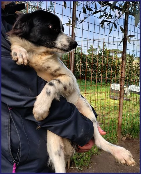 CURACAO, CUCCIOLONE 9 MESI E' TIMIDO MA ESTREMAMENTE BISOGNOSO DI AMORE E COCCOLE! | Foto 2