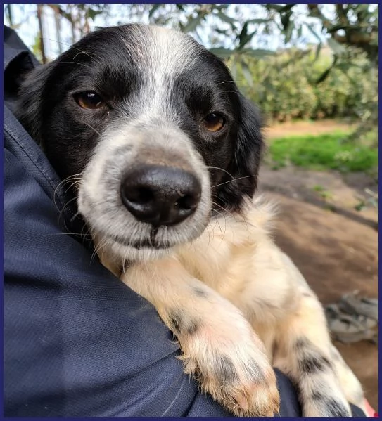 CURACAO, CUCCIOLONE 9 MESI E' TIMIDO MA ESTREMAMENTE BISOGNOSO DI AMORE E COCCOLE! | Foto 1