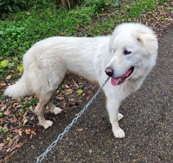 URGENTISSIMO! GINO, DOLCE PASTORE MAREMMANO PURO, UN ANNO E MEZZO, CERCA NUOVA FAMIGLIA | Foto 1