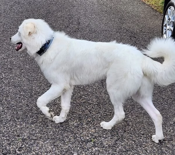 URGENTISSIMO! GINO, DOLCE PASTORE MAREMMANO PURO, UN ANNO E MEZZO, CERCA NUOVA FAMIGLIA | Foto 0