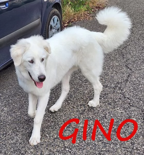 URGENTISSIMO! GINO, DOLCE PASTORE MAREMMANO PURO, UN ANNO E MEZZO, CERCA NUOVA FAMIGLIA