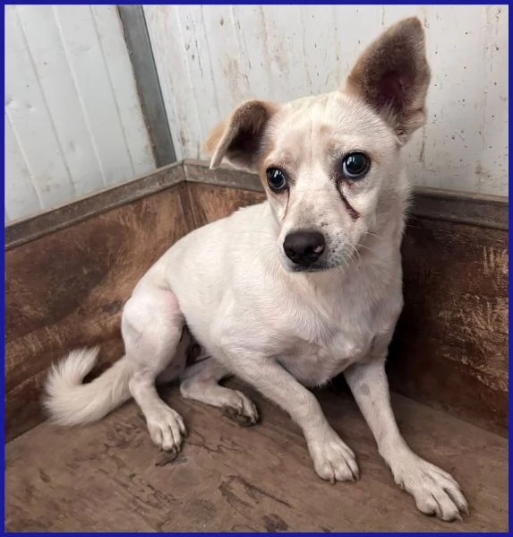 GIOIA 3 ANNI, 8 KG, VIVEVA CON UN BRANCO DI 30 CANI ED E' ANCORA TIMOROSA MA CERCA UN'ANIMA GRANDE C | Foto 4