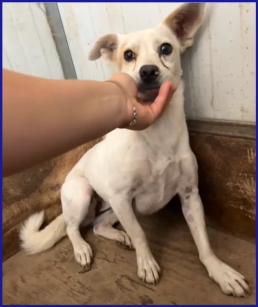 GIOIA 3 ANNI, 8 KG, VIVEVA CON UN BRANCO DI 30 CANI ED E' ANCORA TIMOROSA MA CERCA UN'ANIMA GRANDE C | Foto 0