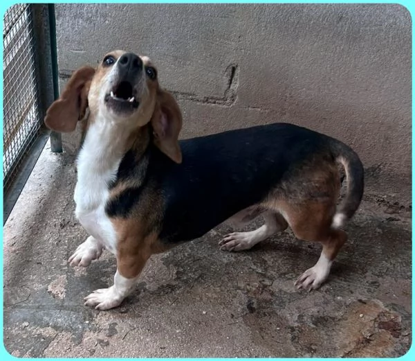 NAPOLEONE MIX BEAGLE 4 ANNI, SI DISPERA NEL SUO BOX E SOGNA QUALCUNO CHE LO AMI | Foto 6