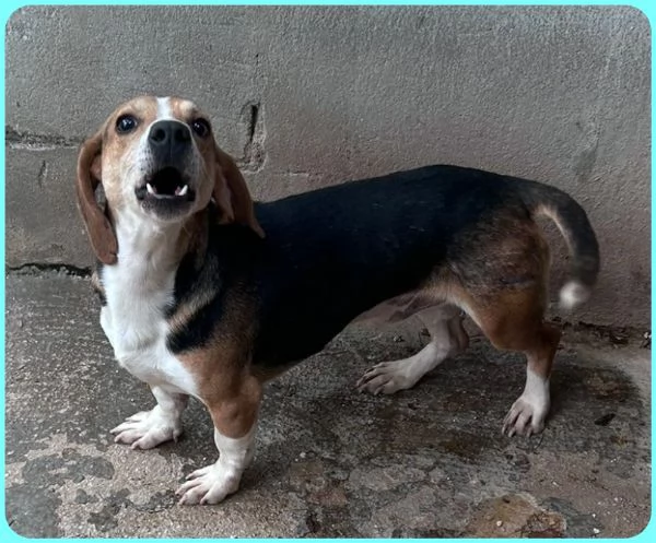 NAPOLEONE MIX BEAGLE 4 ANNI, SI DISPERA NEL SUO BOX E SOGNA QUALCUNO CHE LO AMI | Foto 4
