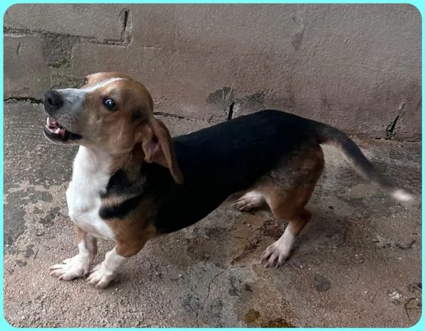 NAPOLEONE MIX BEAGLE 4 ANNI, SI DISPERA NEL SUO BOX E SOGNA QUALCUNO CHE LO AMI | Foto 3