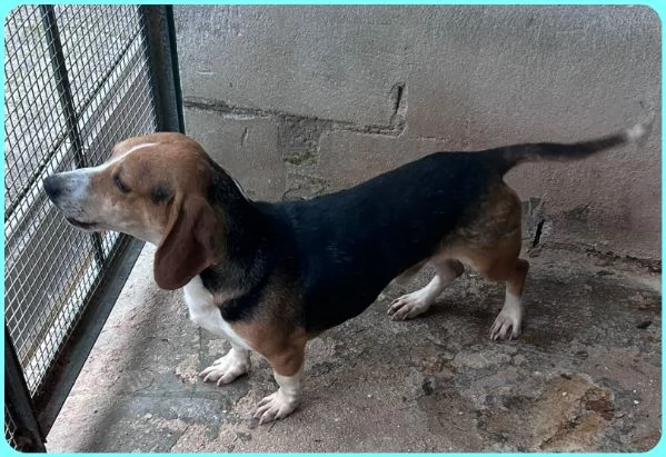 NAPOLEONE MIX BEAGLE 4 ANNI, SI DISPERA NEL SUO BOX E SOGNA QUALCUNO CHE LO AMI | Foto 2