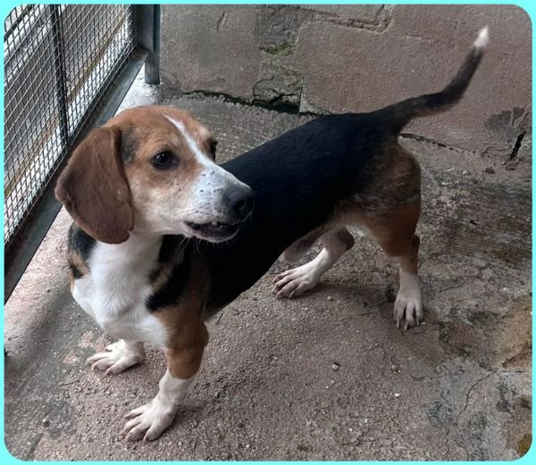NAPOLEONE MIX BEAGLE 4 ANNI, SI DISPERA NEL SUO BOX E SOGNA QUALCUNO CHE LO AMI | Foto 1